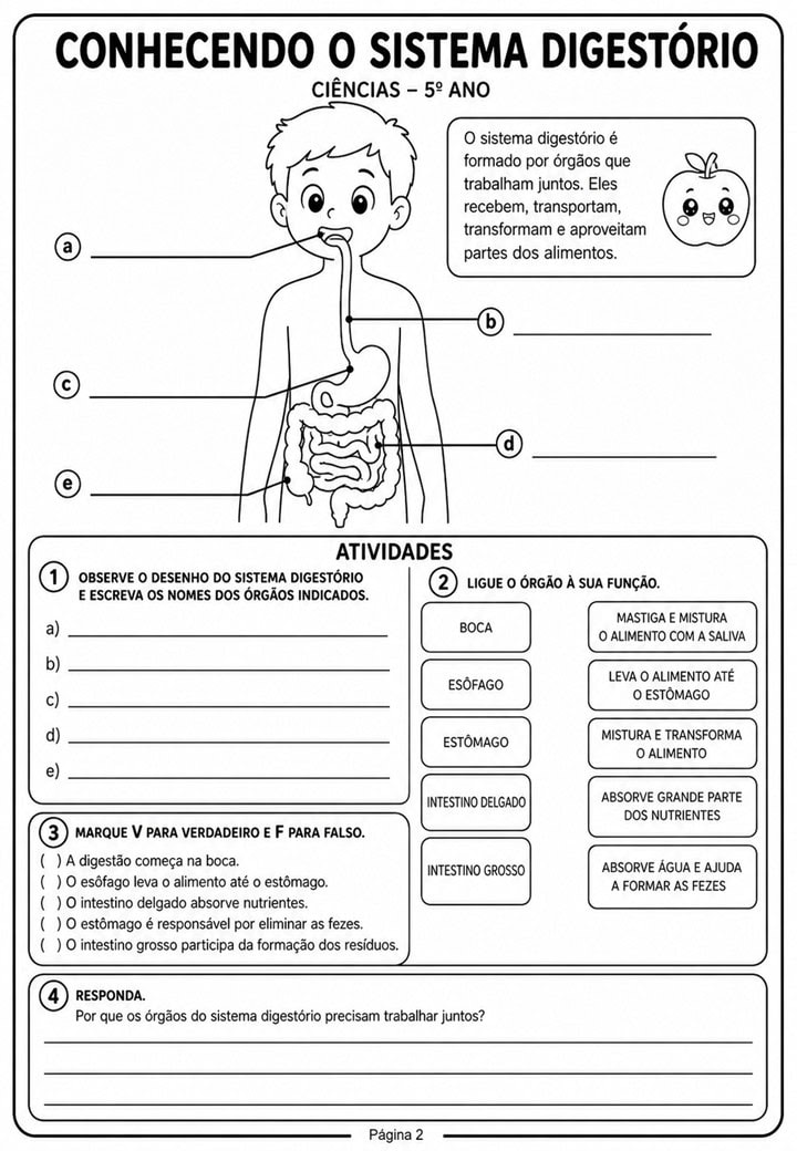 Sistema Digestorio 5 ano 2